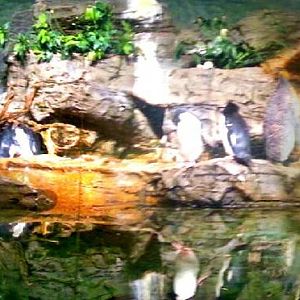 Apr. 2013 - Wings of the World - Sub-Antarctic Coast Panorama