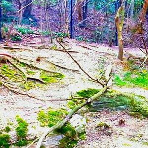 Apr. 2013 - Jungle Trails - Saddle-billed Stork + Pink-backed Pelican Exhib