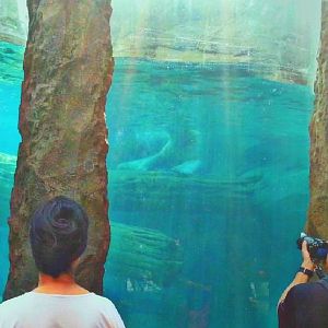 Apr. 2013 - Lords of the Arctic - Polar Bear Underwater Viewing