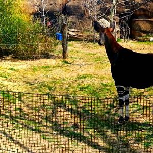 Apr. 2013 - Rhino Reserve - Okapi Exhibit Panorama