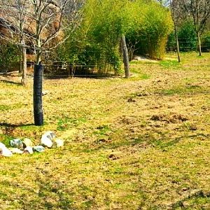 Apr. 2013 - Rhino Reserve - Eastern Bongo + Grey-crowned Crane Exhibit