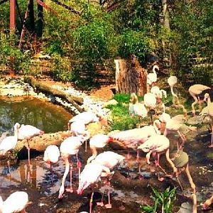 Apr. 2013 - Rhino Reserve - Flamingo Cove