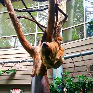 Apr. 2013 - Discovery Forest - Moe - Linnaeus's Two-toed Sloth