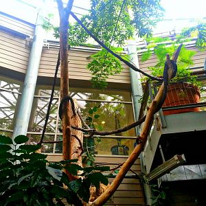 Apr. 2013 - Linnaeus's Two-toed Sloth Exhibit