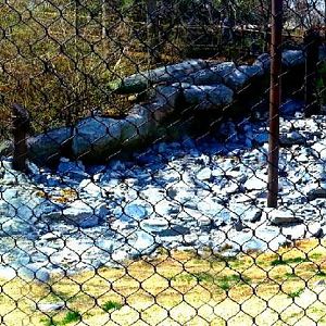 Apr. 2013 - Cat Canyon - Snow Leopard Exhibit Panorama