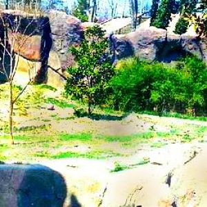 Apr. 2013 - Cat Canyon - Malayan Tiger Exhibit Panorama