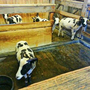 Apr. 2013 - Childrens Zoo - Jacob Sheep Indoor Pen