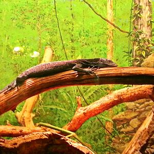 Apr. 2013 - World of the Insect - Black Tree Monitor