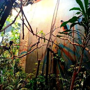 Apr. 2013 - Wings of the World - Lady Ross's Turaco + Pesquet's Parrot Exhi