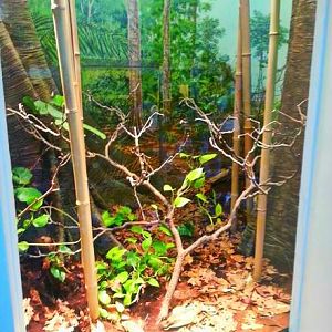 Apr. 2013 - Reptile House - Gaboon Viper Exhibit