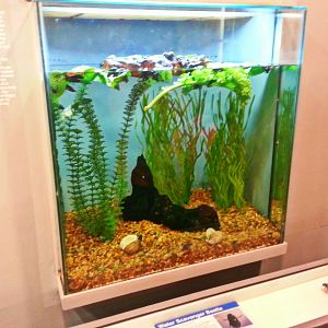 Apr. 2013 - World of the Insect - Water Scavenger Beetle Exhibit