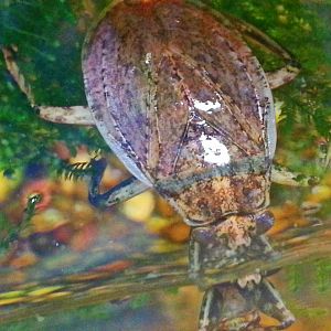 Apr. 2013 - World of the Insect - Giant Water Bug