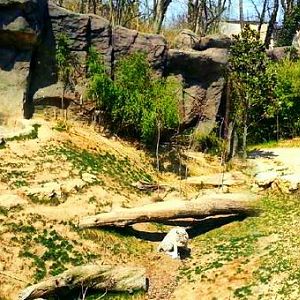 Apr. 2013 - Cat Canyon - White Tiger Exhibit Panorama