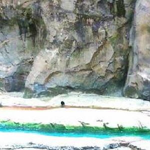 Apr. 2013 - Lords of the Arctic - Second Polar Bear Exhibit