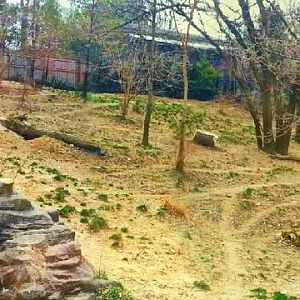 Apr. 2013 - Wolf Woods - Mexican Wolf Exhibit Panorama