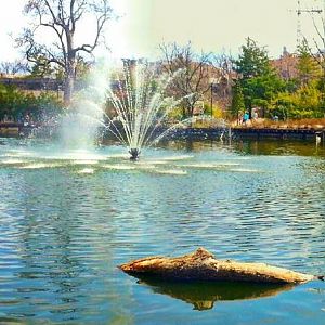 Apr. 2013 - Swan Lake