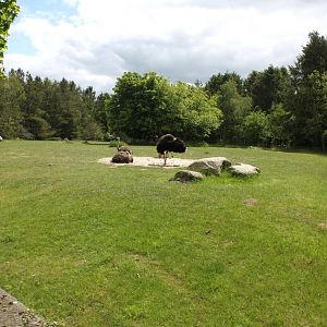 Givskud Zoo - Ostrich exhibit