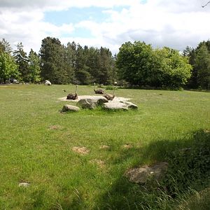 Givskud Zoo - Ostrich exhibit