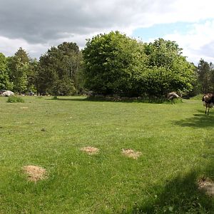 Givskud Zoo - Ostrich exhibit