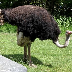 Givskud Zoo - Chimpanzee Island