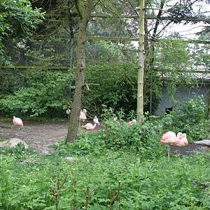 Givskud Zoo - Wetlands Aviary