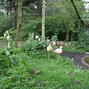 Givskud Zoo - Wetlands Aviary