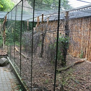 Givskud Zoo - Grey parrot aviary