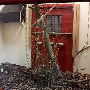 Givskud Zoo - Chimpanzee House (Tamarin exhibit)