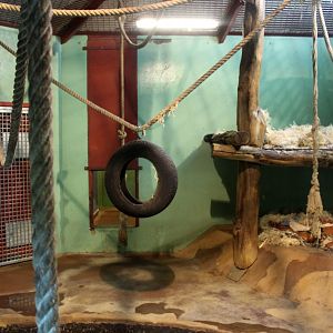 Givskud Zoo - Chimpanzee House
