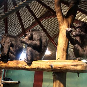 Givskud Zoo - Chimpanzee House
