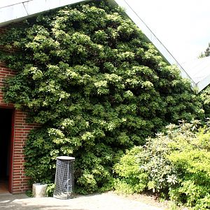 Givskud Zoo - Chimpanzee House