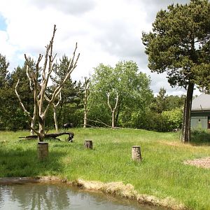 Givskud Zoo - Chimpanzee Island