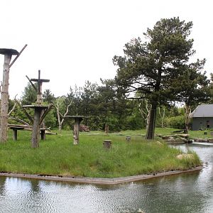Givskud Zoo - Chimpanzee Island
