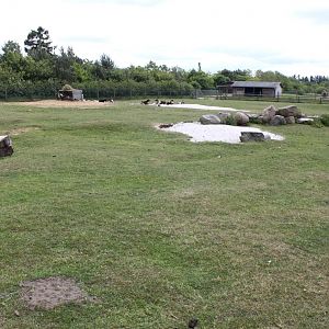 Givskud Zoo - Nubian goat exhibit
