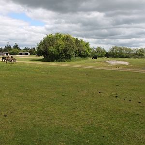 Givskud Zoo - Domestic Animal enclosure