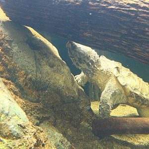 Rivers of the World - Mississippi River