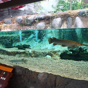 Rivers of the World - Mississippi River