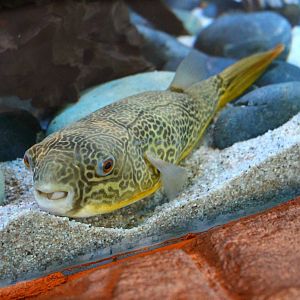 Rivers of the World - Congo River