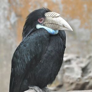 Wreathed hornbill/ Rhyticeros undulatus