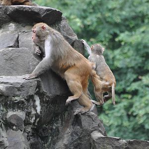 Rhesus macaque/ Macaca mulatta