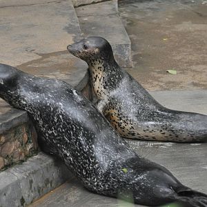 Spotted seal/ Phoca largha