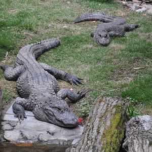 Chinese alligator/ Alligator sinensis