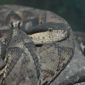Chinese pit viper/ Deinagkistrodon acutus