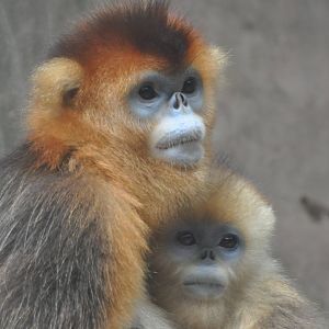 Chinese snub-nosed monkey/ Rhinopithecus roxellana