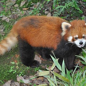 Red panda/ Ailurus fulgens fulgens