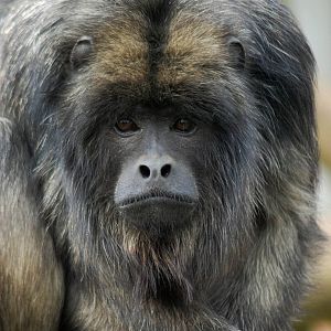 Howler Monkey
