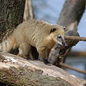 Brown-nosed Coati