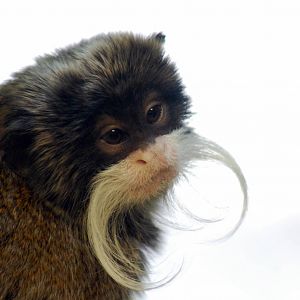 Emperor Tamarin
