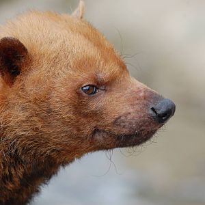 Bush Dog