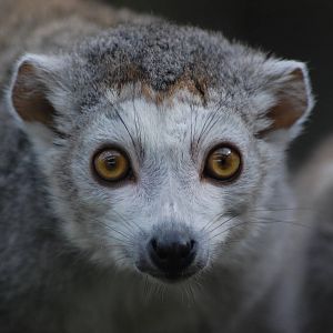 Crowned Lemur